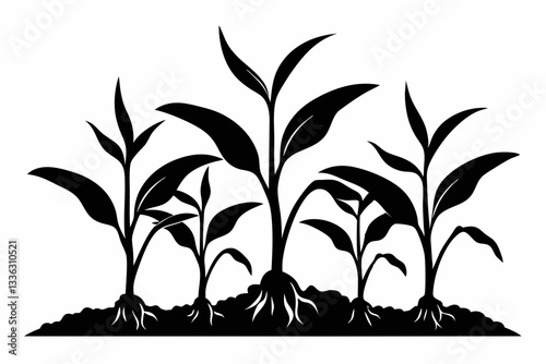 corn seedlings thriving in fertile soil line art silhouette vector illustration