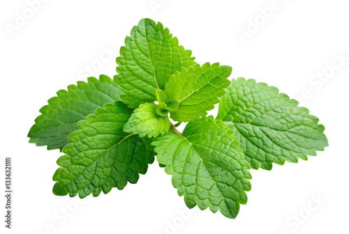 Lemon balm tea a soothing herbal remedy experience