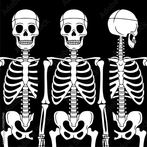 Black and white illustration of three human skeletons in anatomical positions: front, side, and back views. The detailed skeletal structure is highlighted against a dark background.