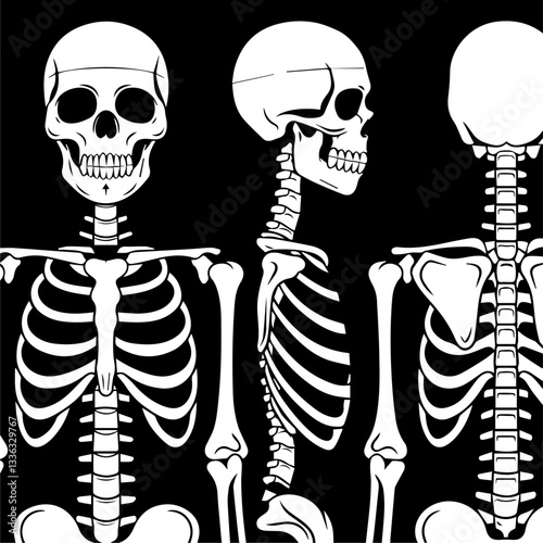 Black and white illustration of three human skeletons in anatomical positions: front, side, and back views. The detailed skeletal structure is highlighted against a dark background.