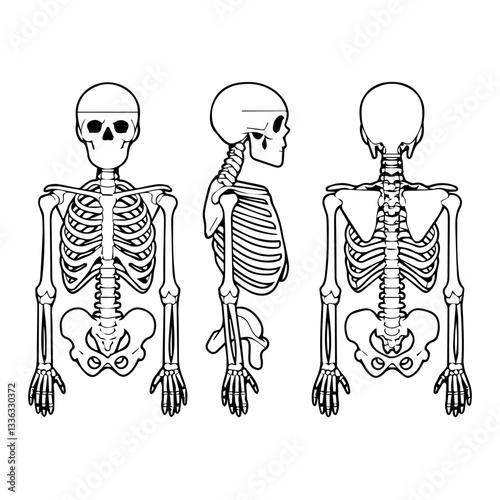 Black and white illustration of three human skeletons in anatomical positions: front, side, and back views. The detailed skeletal structure is highlighted against a dark background.