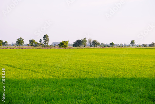 View of green rice fields and sky.