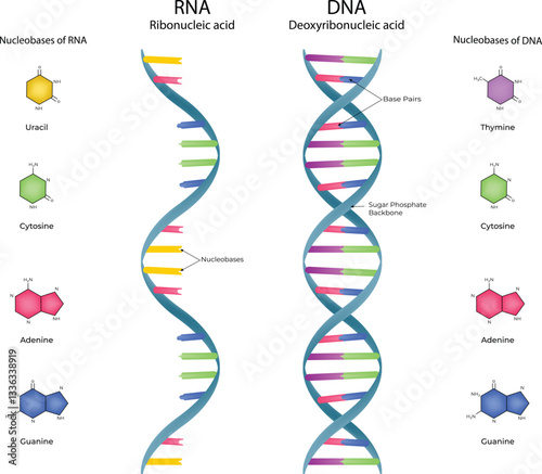 DNA and RNA Structure A Comparative Overview of Genetic Material Vector Illustration