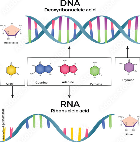 DNA and RNA Structure Genetic Information and Molecular Biology Overview Vector Illustration