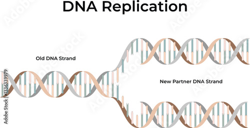 DNA Replication The Process of Copying Genetic Information Vector Illustration