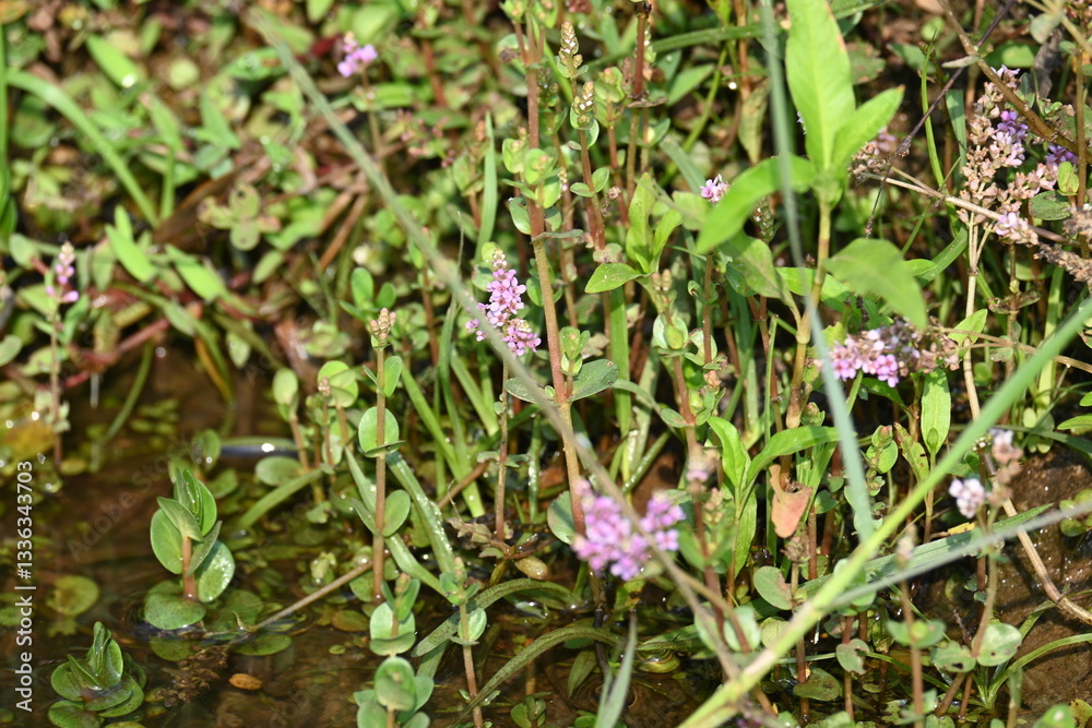 Dwarf rotala or Rotala rotundifolia flowers. It is an aquatic plant that has plenty of ornamental appeal to aquarium plant enthusiasts since it is one of the easiest to grow of the Rotala genus. Dwarf rotala or Rotala rotundifolia flowers. It is an aquatic plant that has plenty of ornamental appeal to aquarium plant enthusiasts since it is one of the easiest to grow of the Rotala genus.