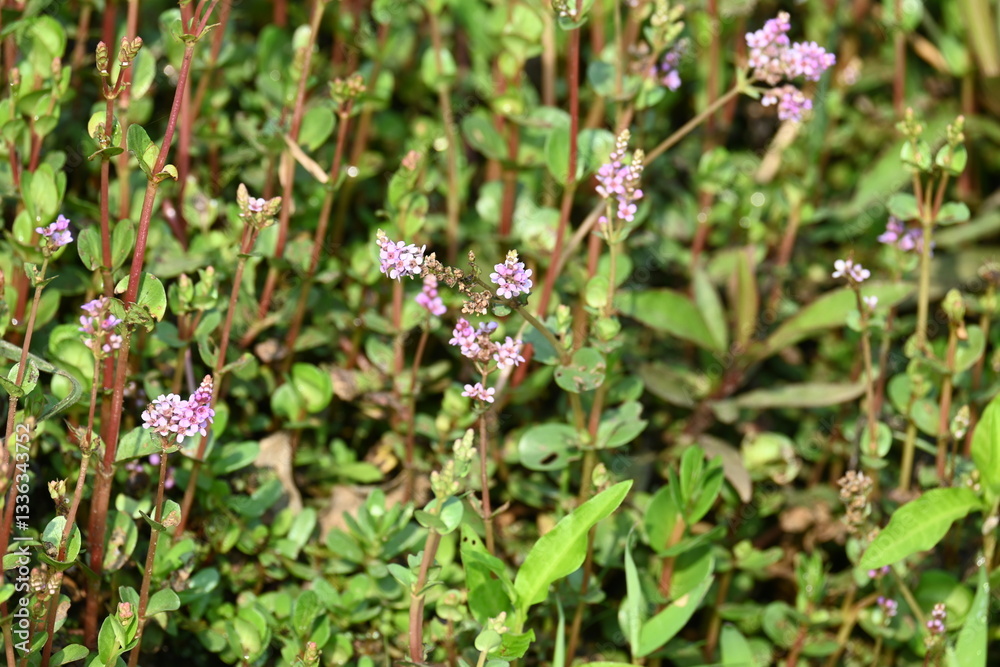 Dwarf rotala or Rotala rotundifolia flowers. It is an aquatic plant that has plenty of ornamental appeal to aquarium plant enthusiasts since it is one of the easiest to grow of the Rotala genus. Dwarf rotala or Rotala rotundifolia flowers. It is an aquatic plant that has plenty of ornamental appeal to aquarium plant enthusiasts since it is one of the easiest to grow of the Rotala genus.