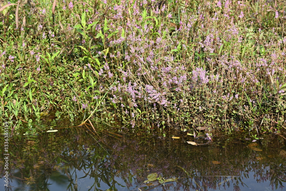 Fototapeta premium Dwarf rotala or Rotala rotundifolia flowers. It is an aquatic plant that has plenty of ornamental appeal to aquarium plant enthusiasts since it is one of the easiest to grow of the Rotala genus. 