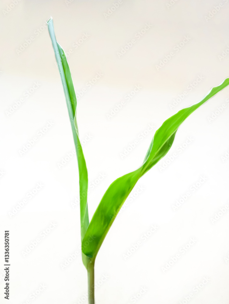 custom made wallpaper toronto digitalYoung Green Plant Sprout