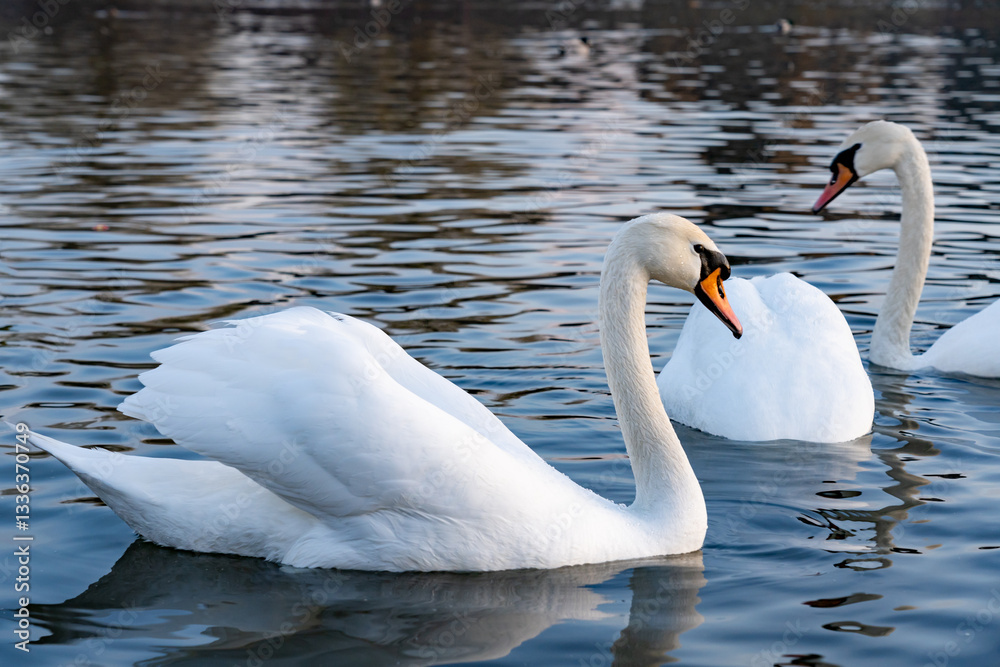 Obraz premium Elegant swans glide gracefully on a calm lake at dawn