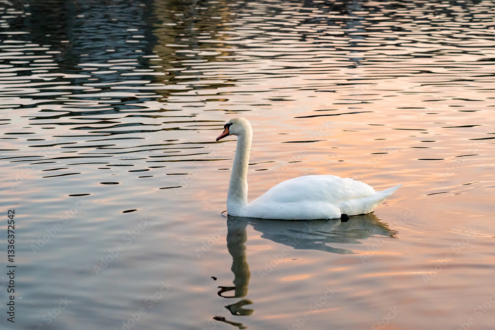 Fototapeta premium Graceful swan gliding across tranquil water at sunset