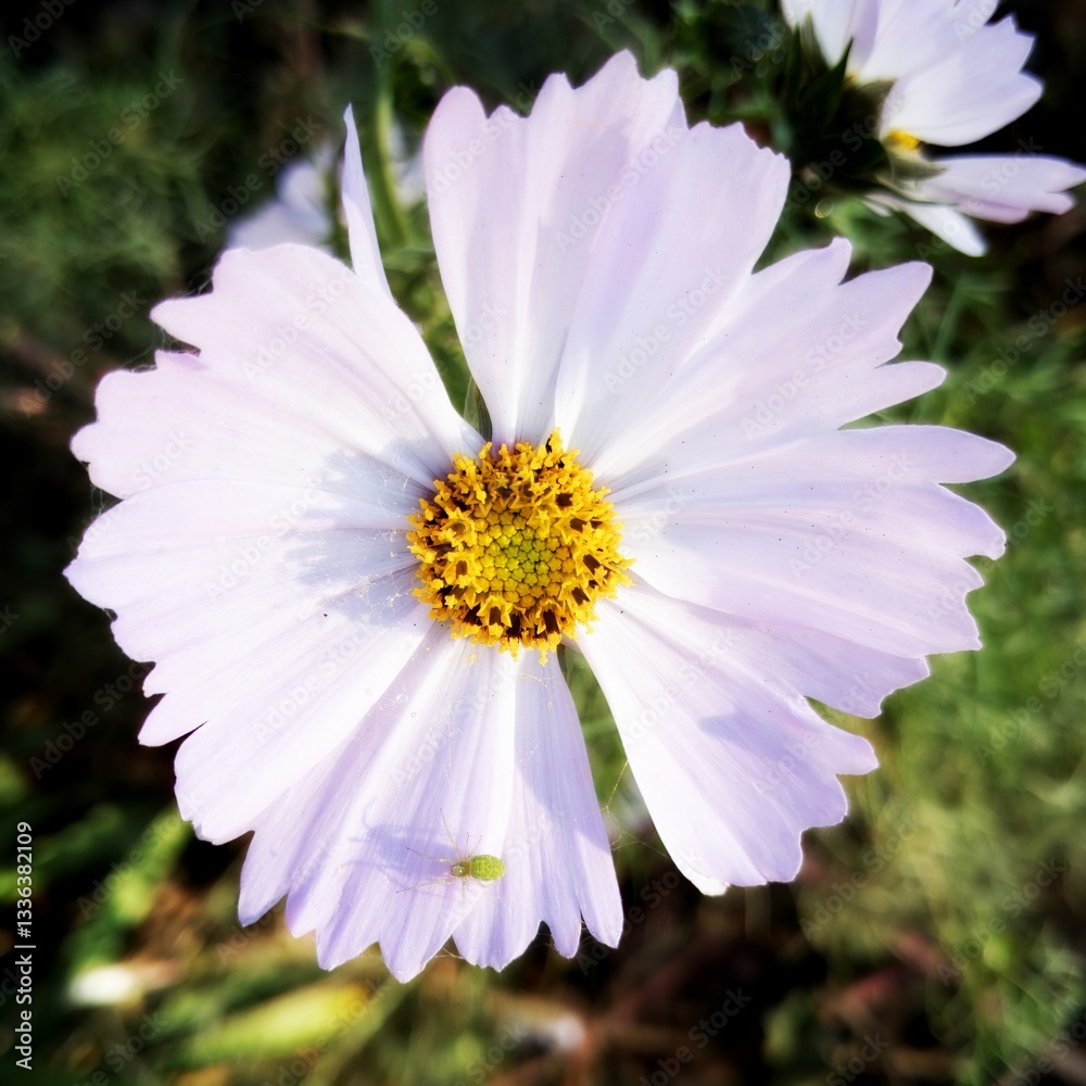 Close-up of blooming cosmos flower in sunlight Close-up of blooming cosmos flower in sunlight