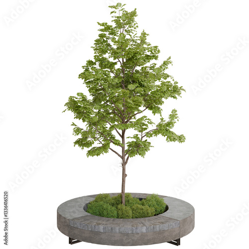 Fototapeta Naklejka Na Ścianę i Meble -  Isolated tree in a circular planter