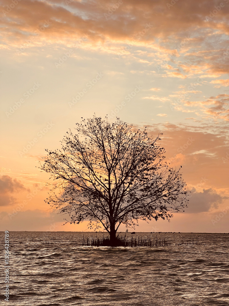 sunset on the beach, a beautiful silhouette tree on the sea with vanilla sky, landscape view background sunset on the beach, a beautiful silhouette tree on the sea with vanilla sky, landscape view background