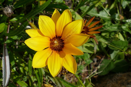fiore 2