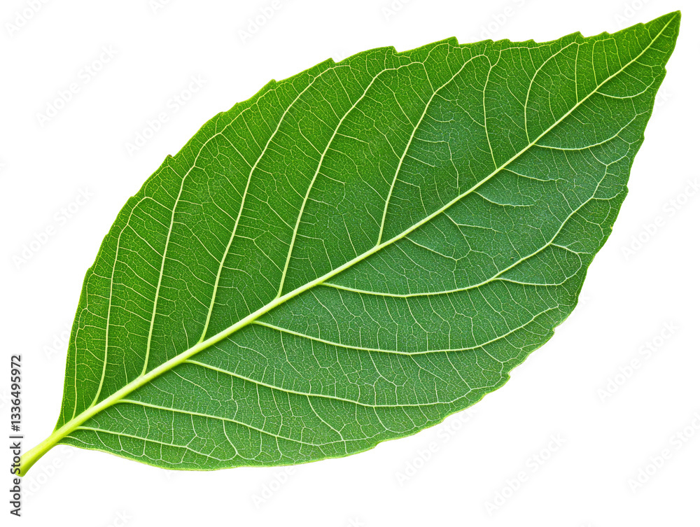[Transparent Background PNG]Close-up of a Vibrant Green Leaf Structure