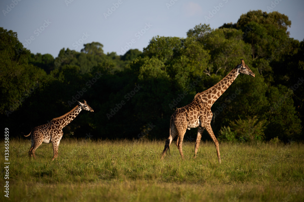 Two Masai giraffes (Giraffa tippelskirchi) walking side by side in the African savanna, with lush green vegetation in the background. Captured in golden light at Masai Mara National Reserve, Kenya.