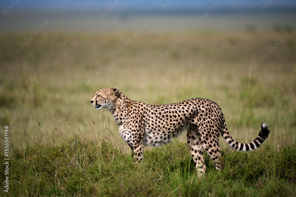 A cheetah (Acinonyx jubatus) standing alert in the open grasslands of Masai Mara National Reserve, Kenya. Captured in natural daylight, showcasing its sleek body and distinctive spotted coat.