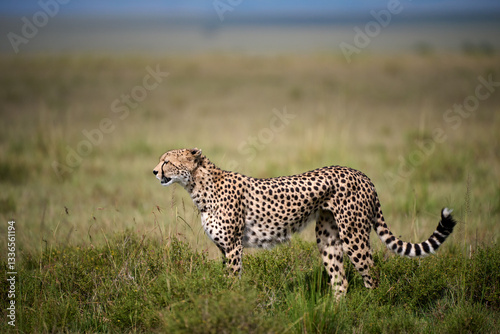 Obraz na płótnie A cheetah (Acinonyx jubatus) standing alert in the open grasslands of Masai Mara National Reserve, Kenya. Captured in natural daylight, showcasing its sleek body and distinctive spotted coat. w salonie