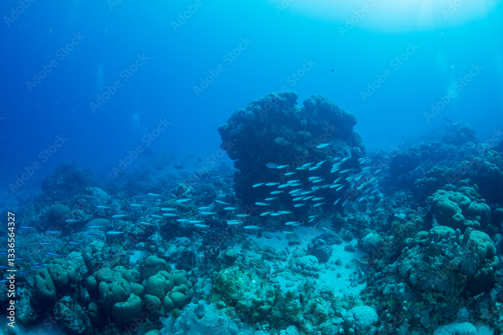 Fototapeta premium クマササハナムロ 小笠原 東京都