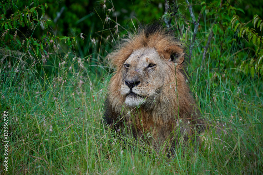 A majestic male lion (Panthera leo) resting in the tall grass of Masai Mara National Reserve, Kenya. Captured in natural daylight, showcasing its thick mane, powerful expression, and rugged features.