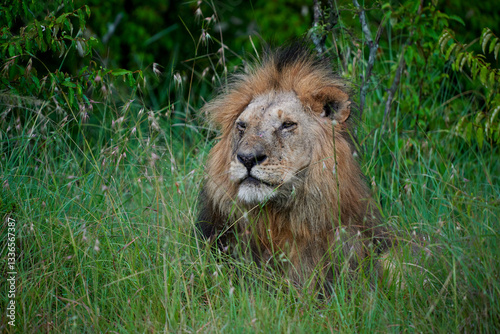 Obraz na płótnie A majestic male lion (Panthera leo) resting in the tall grass of Masai Mara National Reserve, Kenya. Captured in natural daylight, showcasing its thick mane, powerful expression, and rugged features. w salonie