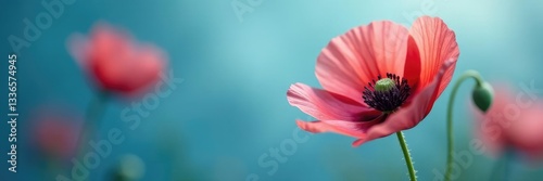 Poppy flower with stamen and pistil on a soft focus blue background with a subtle gradient, flowers, nature