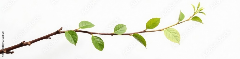 Fototapeta premium Single branch stretched across a white canvas, single, branch
