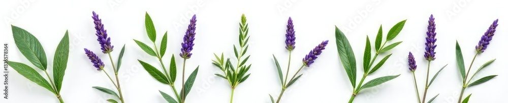 sprigs of lavender and green leaves isolated on white, botanical, white background, color palette sprigs of lavender and green leaves isolated on white, botanical, white background, color palette