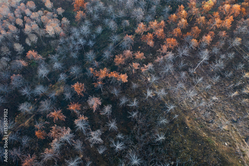 Wildfire devastating forest in legarda, navarre, spain, causing environmental damage