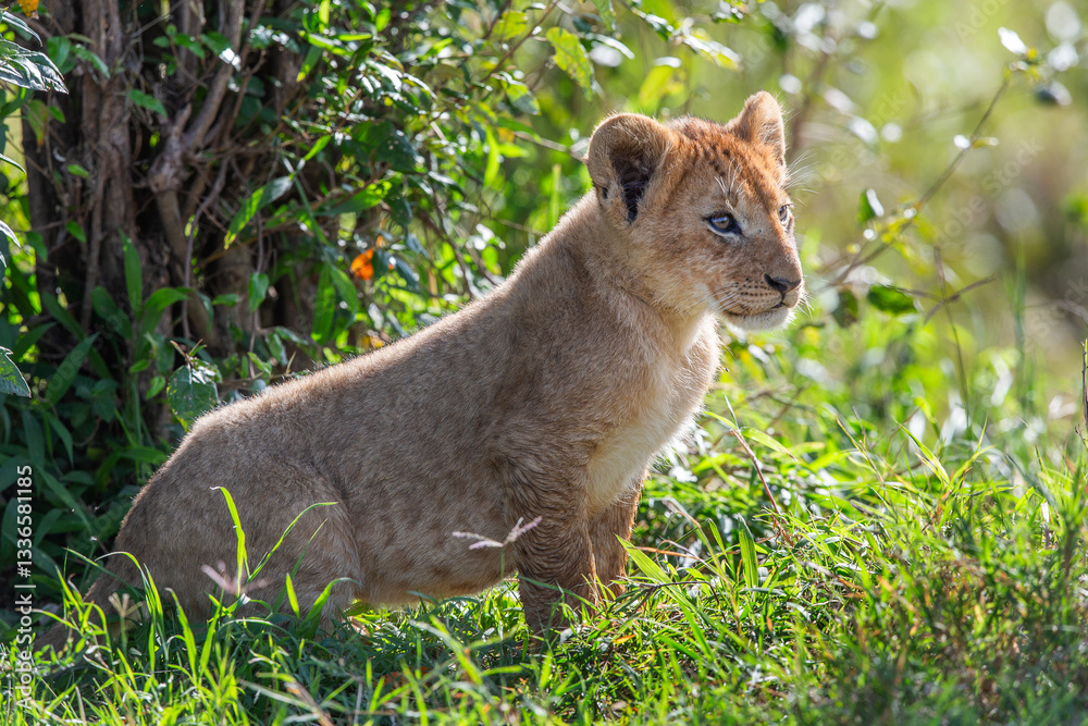 Naklejka premium Lion, lionne, lionceaux