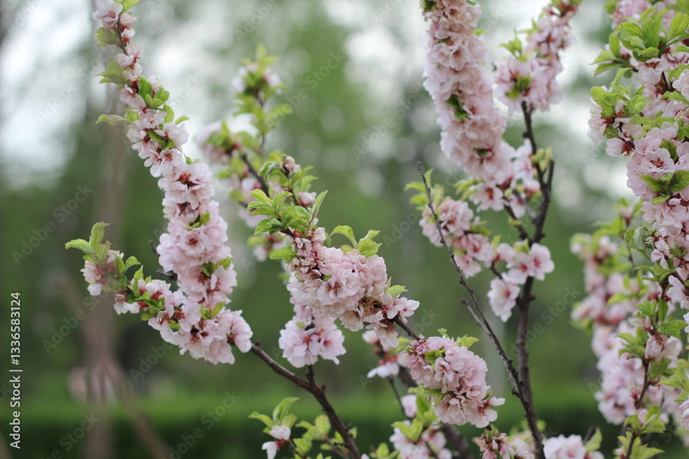 Soft pink blossoms adorning slender branches, nestled among lush green leaves, symbolizing seasonal rejuvenation and gentle springtime awakening Soft pink blossoms adorning slender branches, nestled among lush green leaves, symbolizing seasonal rejuvenation and gentle springtime awakening