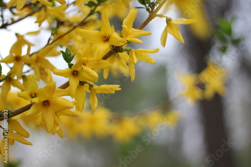 Foto Bright yellow forsythia blossoms bursting with color, bathed in warm spring sunl