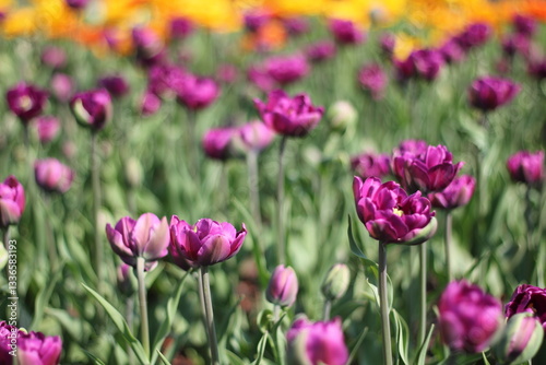 Purple tulips are blooming in a field, with yellow flowers blurred in the background, creating a vibrant and colorful scene of springtime beauty