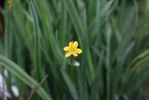 Californian rush lily - kalifornische Binsenlilie - Sisyrinchicum californicum Blossom closeup blurred background