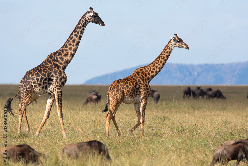 Fototapeta premium couple de girafe