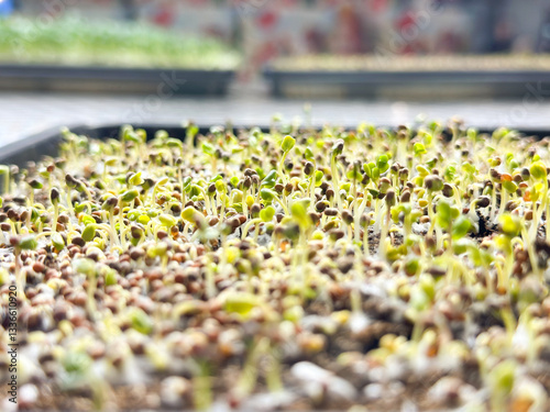 Young sprouting microgreens in a tray under artificial light.