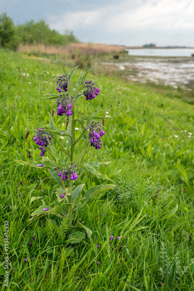 Purple flowering common comfrey plant in its natural habitat. The photo was taken on a spring day.