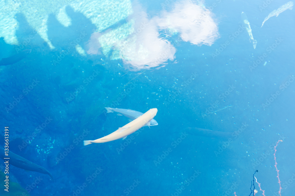 Fototapeta premium 山梨の美しい忍野八海