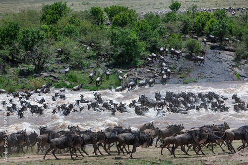 la grande migration de gnous et zèbres  photo