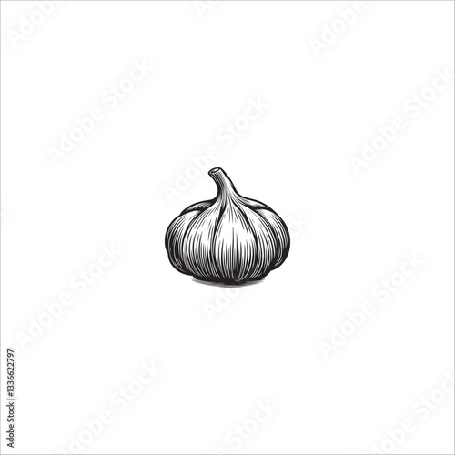 garlic hand drawn illustration artwork