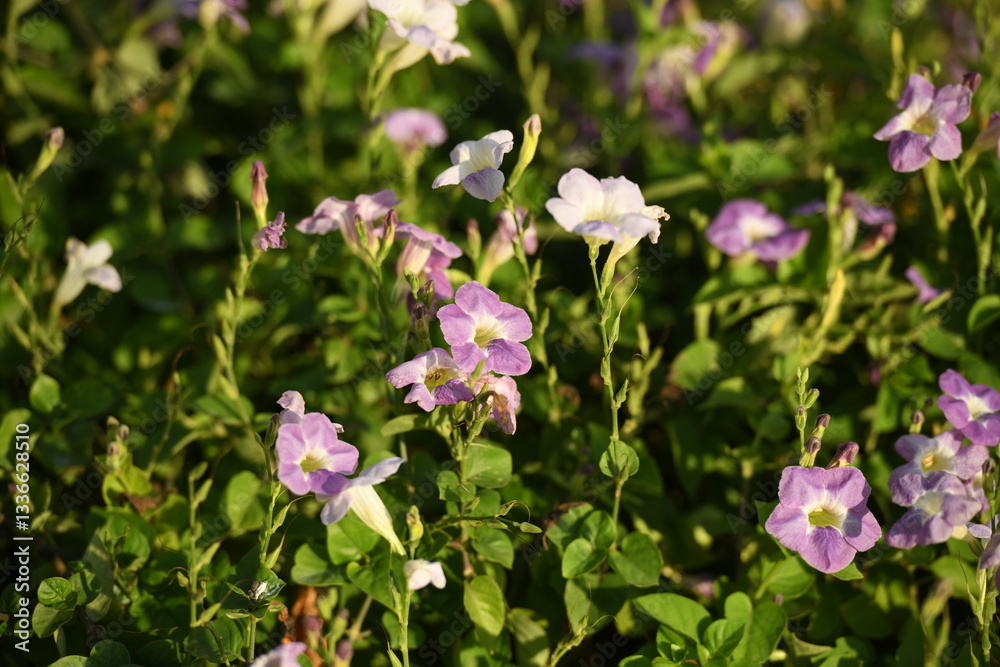 A beautiful close-up of delicate purple and white flowers blooming in a lush green field, illuminated by warm golden sunlight. The intricate details of the petals and the soft natural lighting A beautiful close-up of delicate purple and white flowers blooming in a lush green field, illuminated by warm golden sunlight. The intricate details of the petals and the soft natural lighting