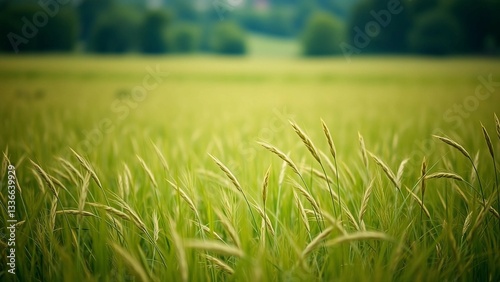 Viewers are taken to a vast grass field in a natural setting encouraging them to explore and admire