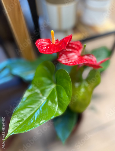 Fleur rouge en gros plan, anthurium