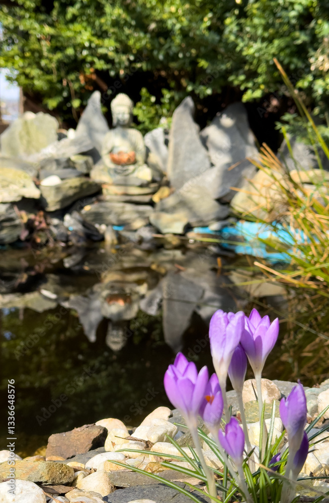 Crocus spring flowers in the water pond Japan stone garden