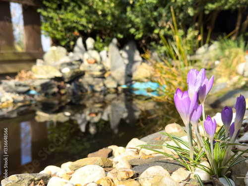 Obraz na płótnie spring flowers in the Japan garden with Buddha stone statue w salonie