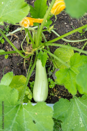 Seedlings of zucchini, pumpkins, parsley growing in pots, waiting for planting. Spring garden work