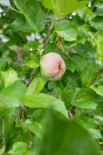 Red apples hanging from a tree in a garden with blurred background in the morning.
