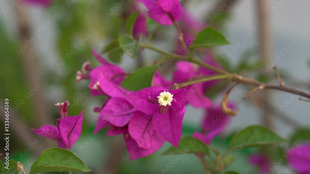 close up 4k video of purple colored bougainvillea flower close up 4k video of purple colored bougainvillea flower