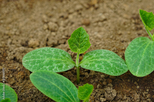 Εκτύπωση καμβά Young cucumber plant (Vegetable seedling)
